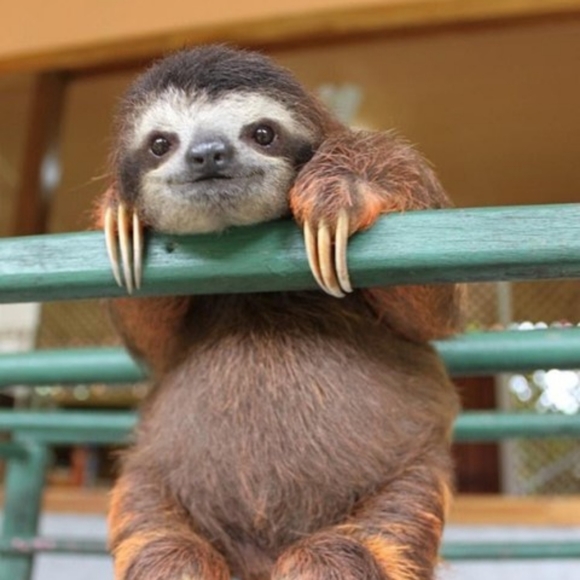 Meet your Posher, Ruby - Picture 1 of 1